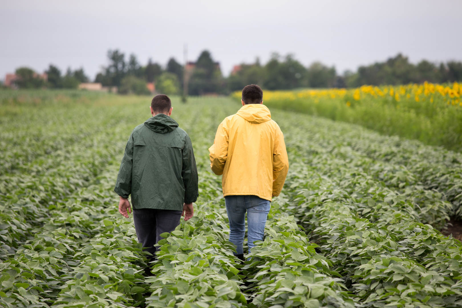 Two farmers walking in soybean field in early summer with sunflowers beside
