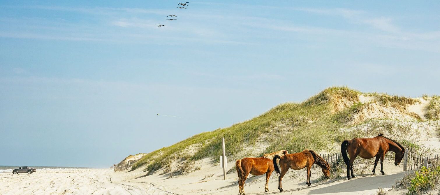 wild horses wandering the beaches of corolla, north carolina