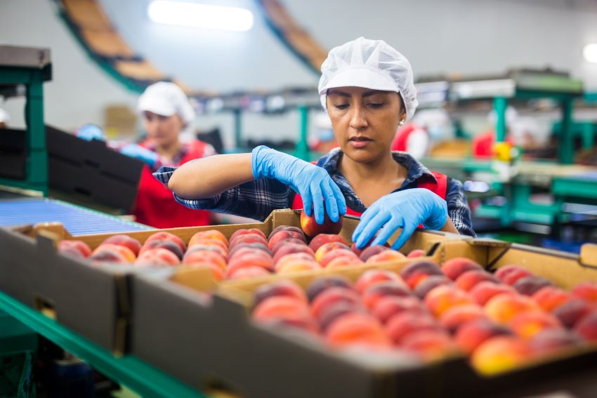 Food production employees sorting fruit