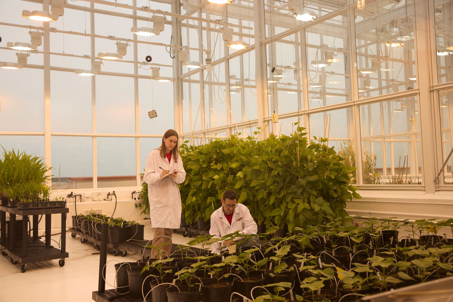 two researchers in plant laboratory at nc state university