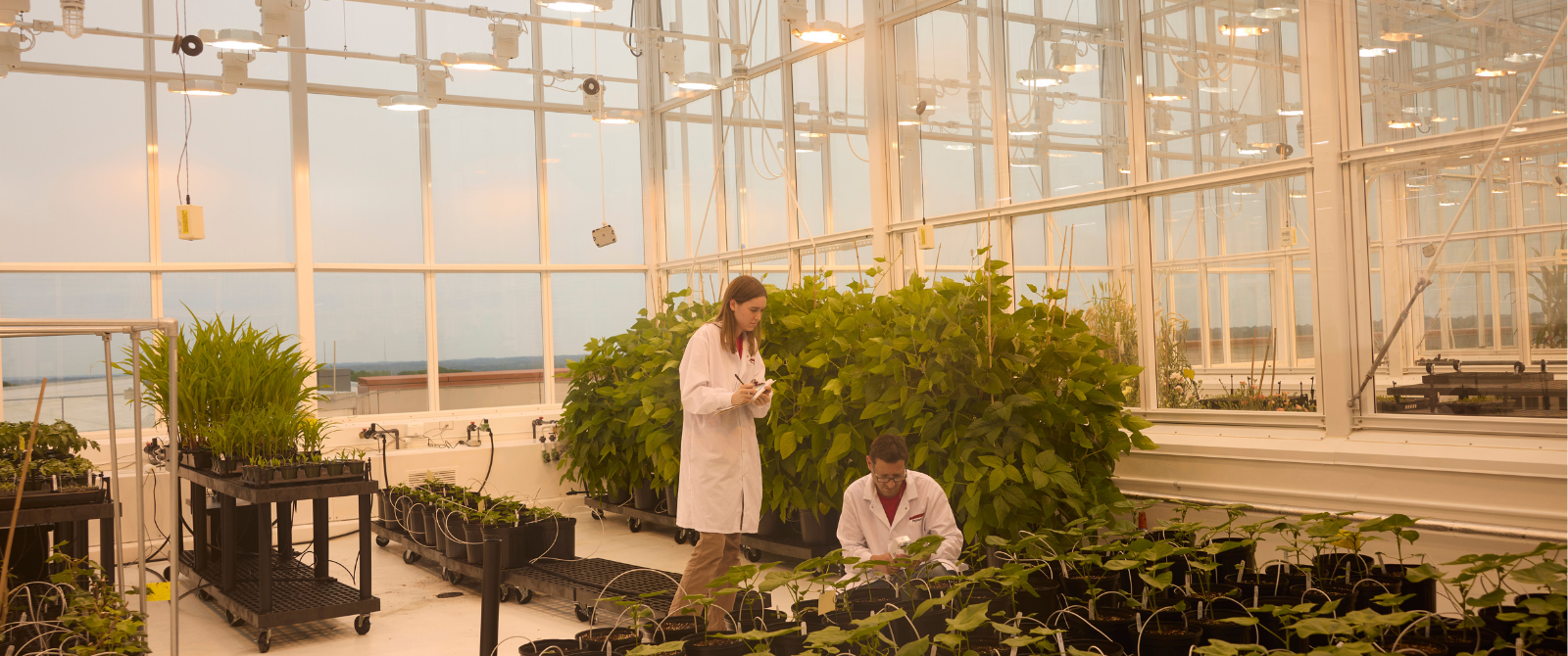 researchers examining plants at NC State University Greenhouse lab