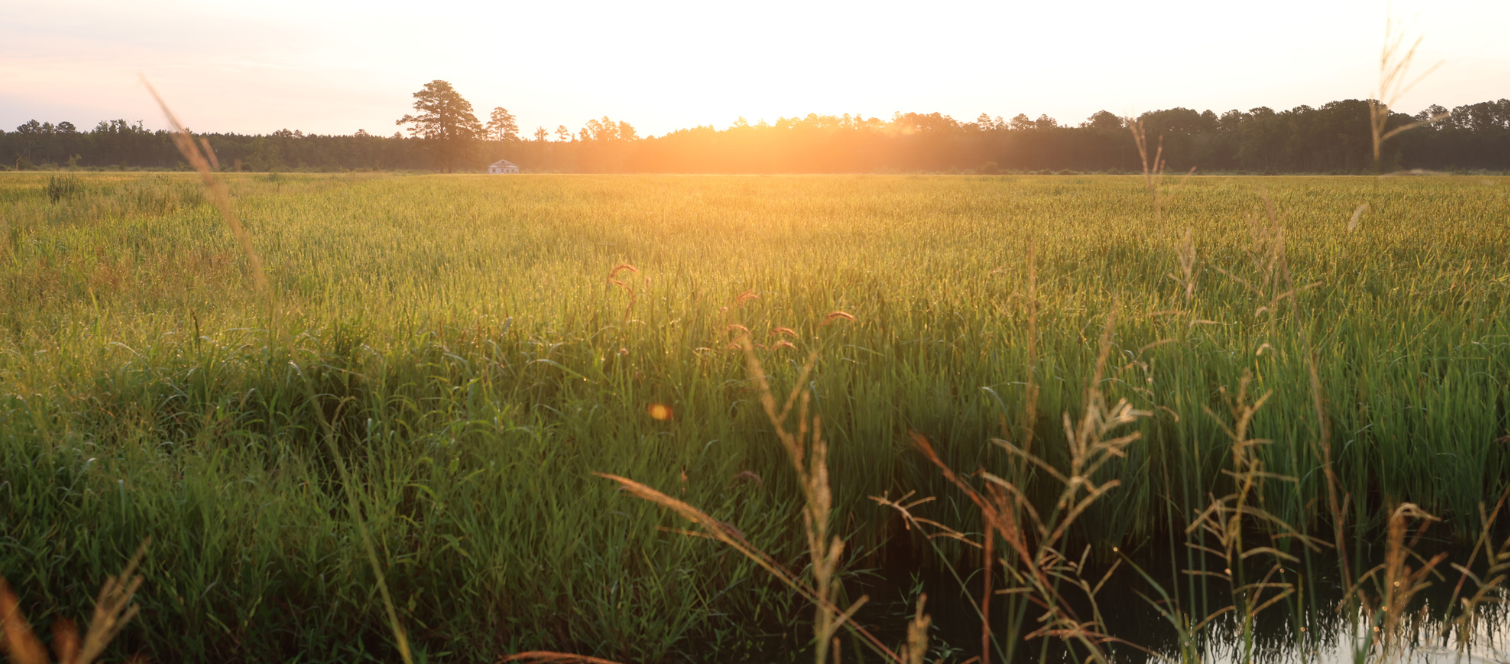 tidewater grain farm in oriental, nc