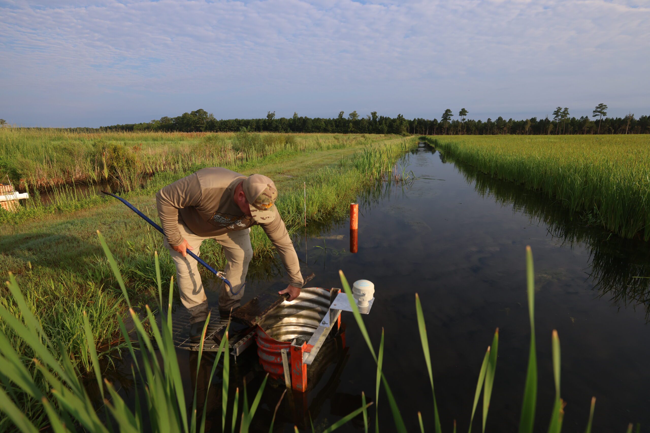 Tidewater Grain Rice Farm in Oriental, NC