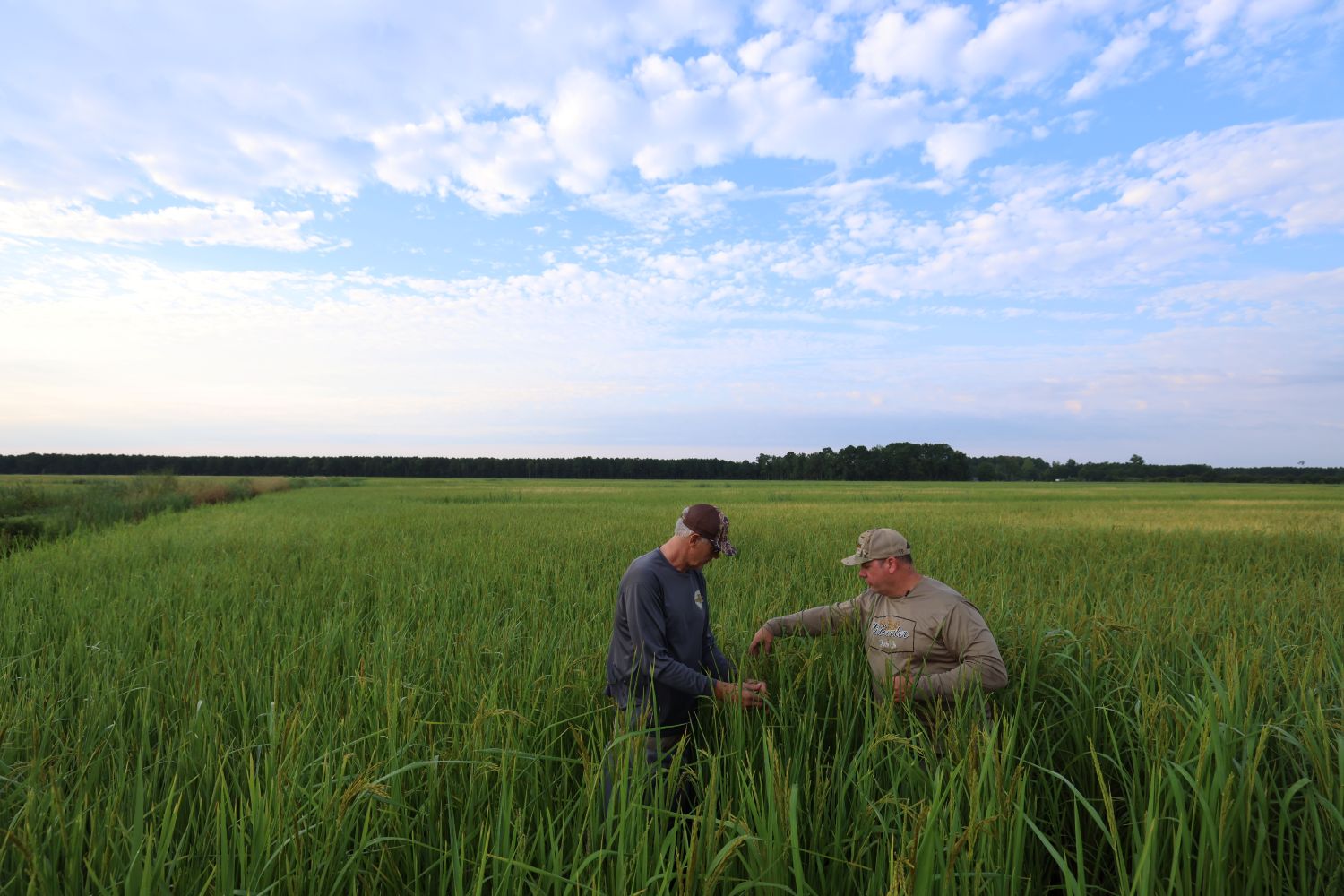 tidewater grain farm