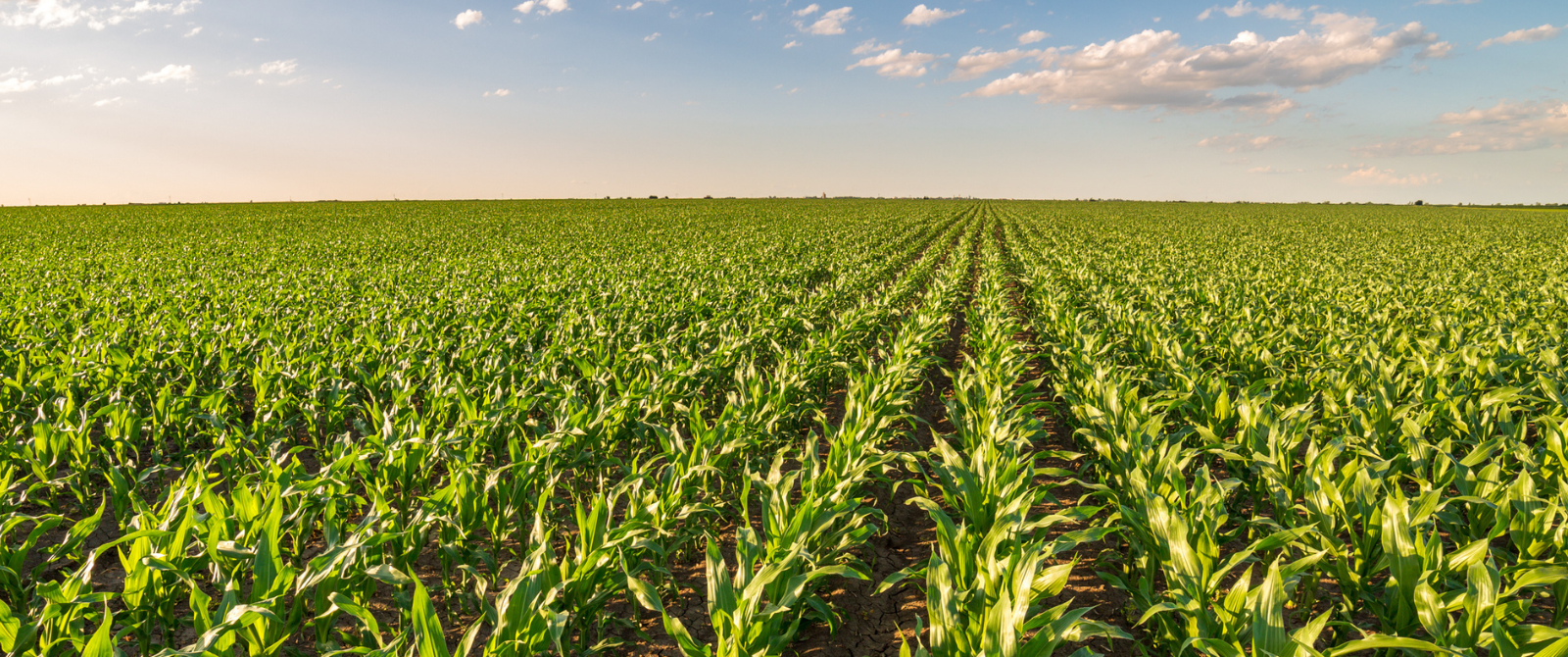 field of corn